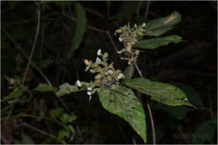 Flemingia paniculata